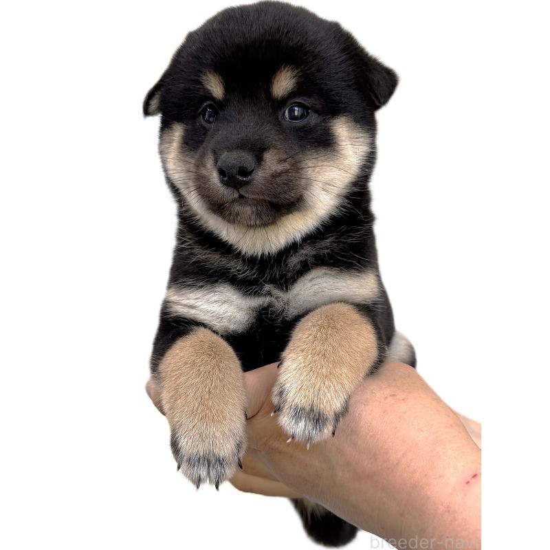 販売中の宮城県の柴犬-416653の5枚目